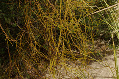 Cassytha paniculata