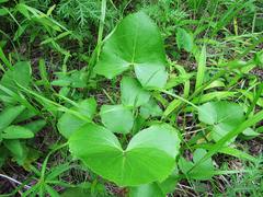 Ligularia calthifolia