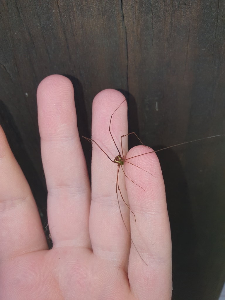 daddy longlegs