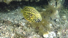 Cleidopus gloriamaris