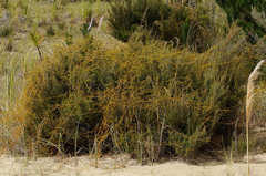 Cassytha paniculata