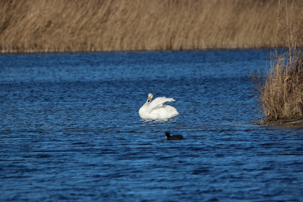 Whooper Swan from Castricum, Netherlands on January 19, 2024 at 01:59 ...