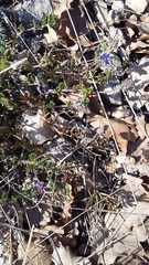 Veronica capsellicarpa