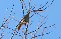 Phoenicurus ochruros