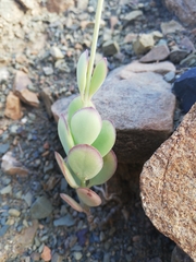 Kalanchoe rotundifolia