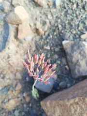 Kalanchoe rotundifolia