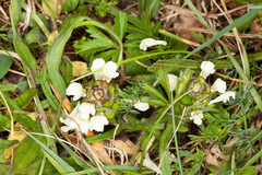 Prunella laciniata