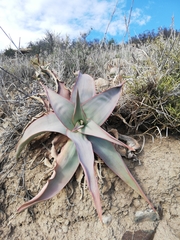 Aloe striata