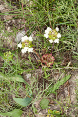 Prunella laciniata