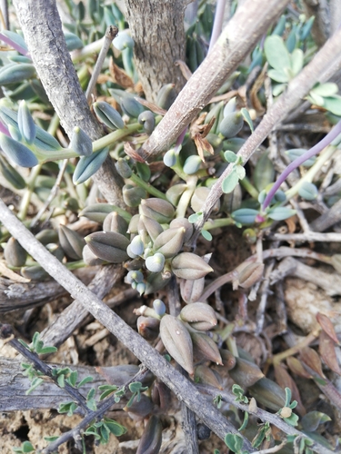 Curio radicans