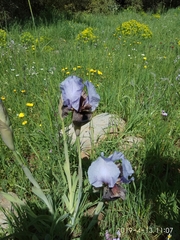 Iris hermona