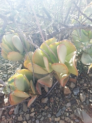 Adromischus