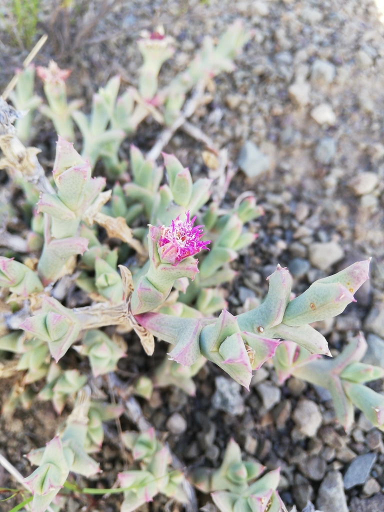 Ruschia uncinella (Haw.) Schwantes