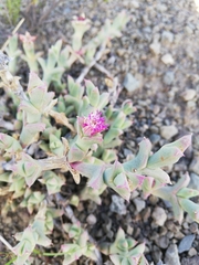 Ruschia uncinata