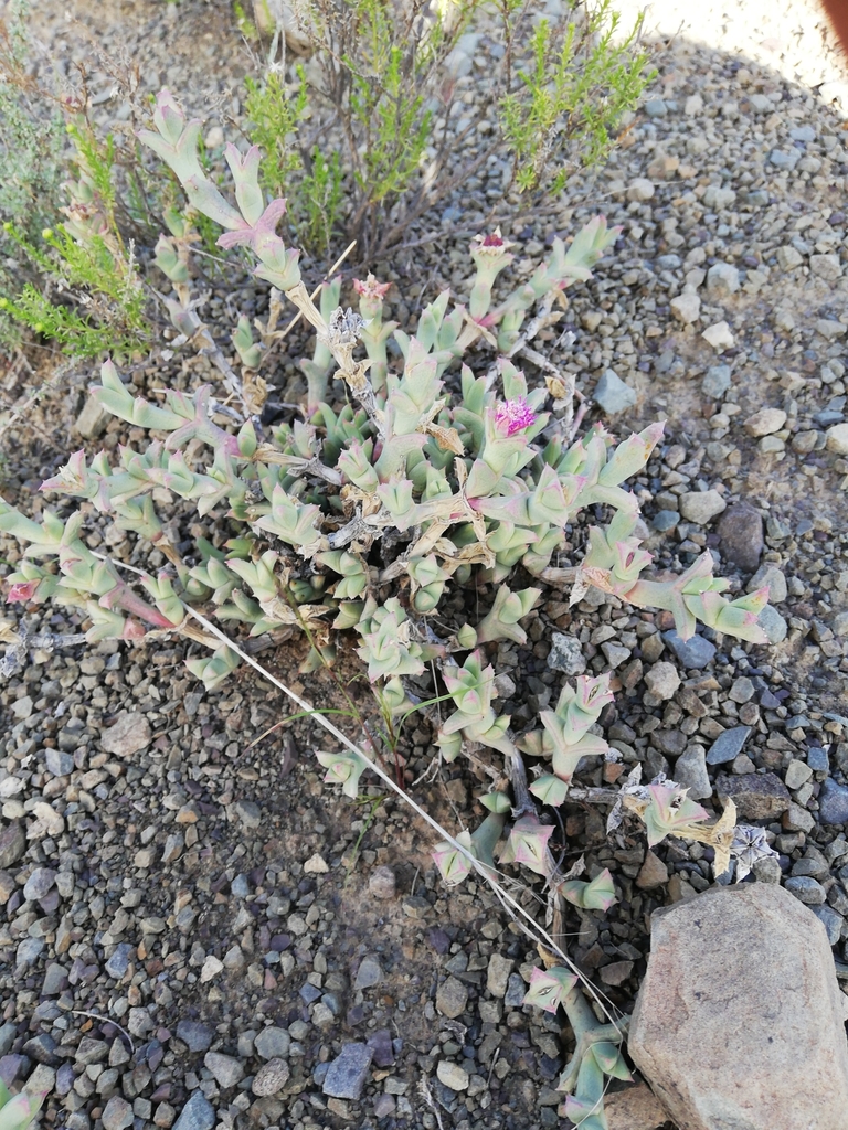 Ruschia uncinata (Salm-Dyck) L.Bolus 2