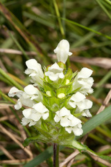 Prunella laciniata