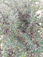 Monsonia camdeboensis