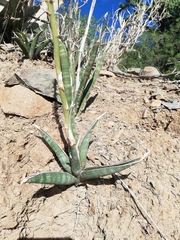 Sansevieria aethiopica