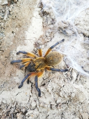 Harpactira pulchripes