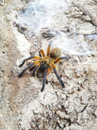 Golden Blue Leg Baboon Spider