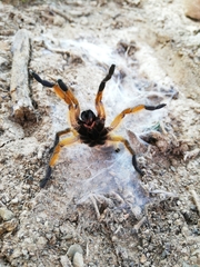 Harpactira pulchripes