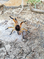 Harpactira pulchripes