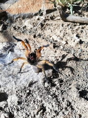 Harpactira pulchripes