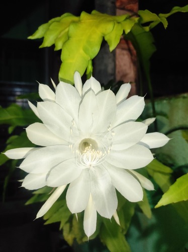 Epiphyllum oxypetalum