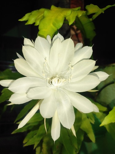 Epiphyllum oxypetalum