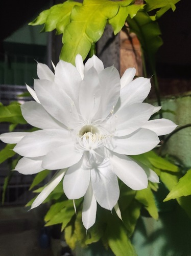 Epiphyllum oxypetalum