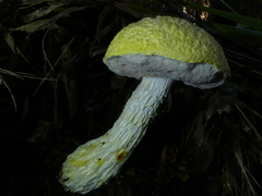 Austroboletus niveus
