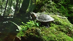 Trachemys scripta elegans