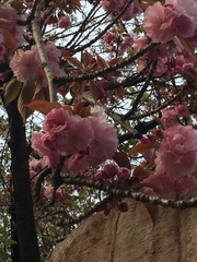 Prunus