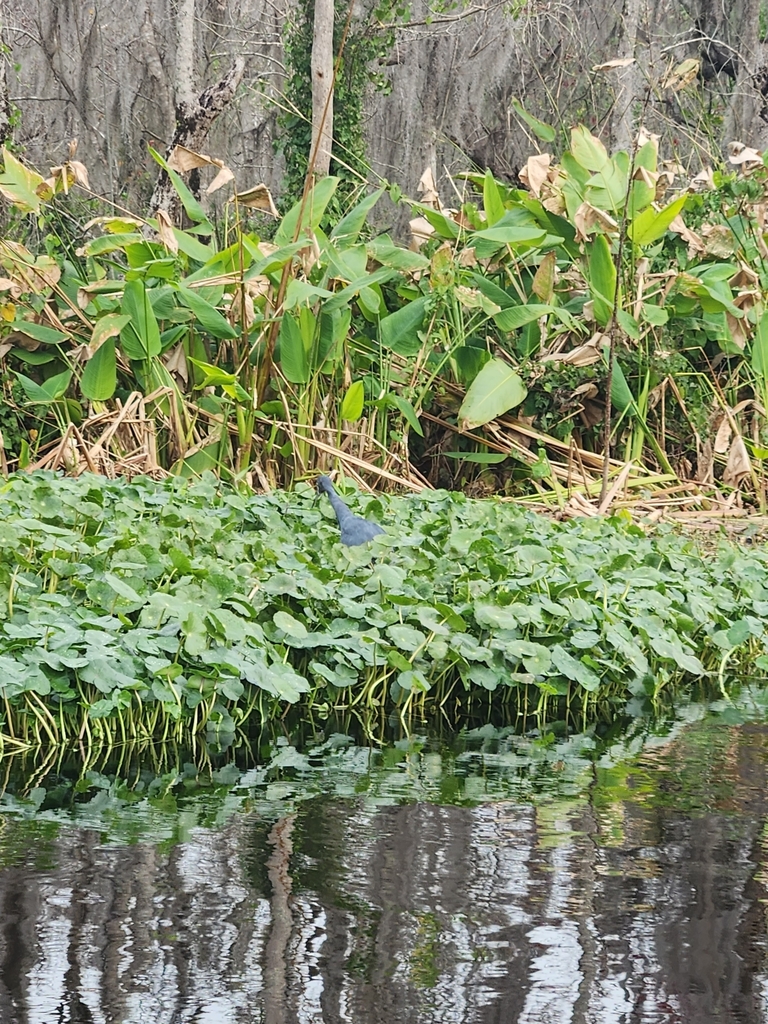 Little Blue Heron from Volusia County, FL, USA on January 13, 2024 at ...