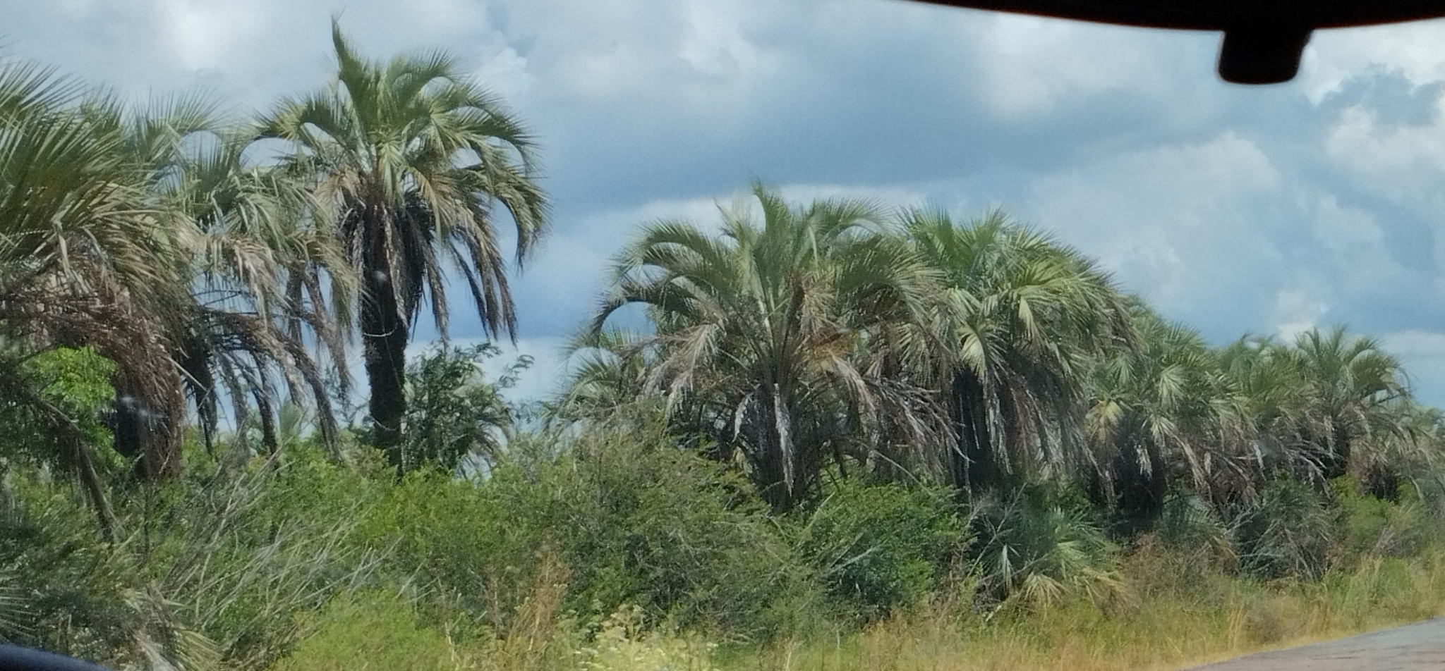 Imagem de Butiá
