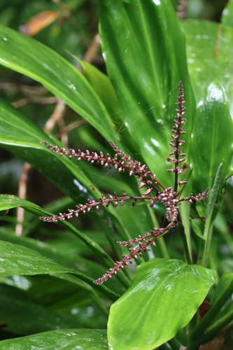 Cordyline fruticosa
