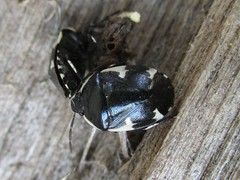 Tritomegas sexmaculatus