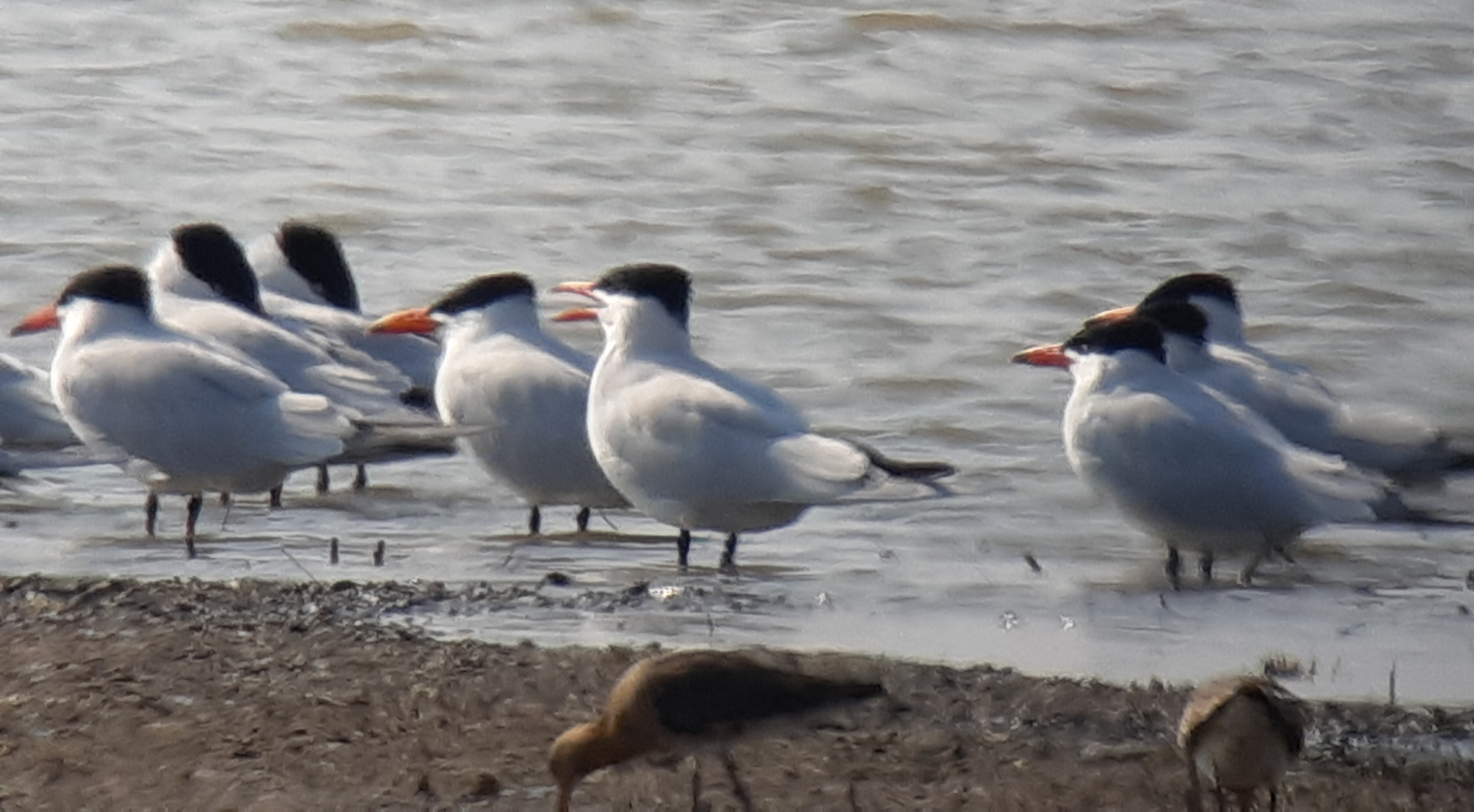 Caspian Tern
