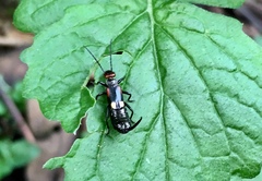 Pterygida ornaticapitata