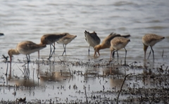 Limosa limosa melanuroides