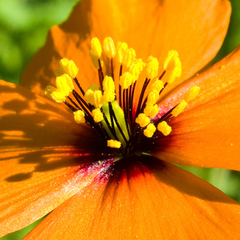 Papaver heterophyllum
