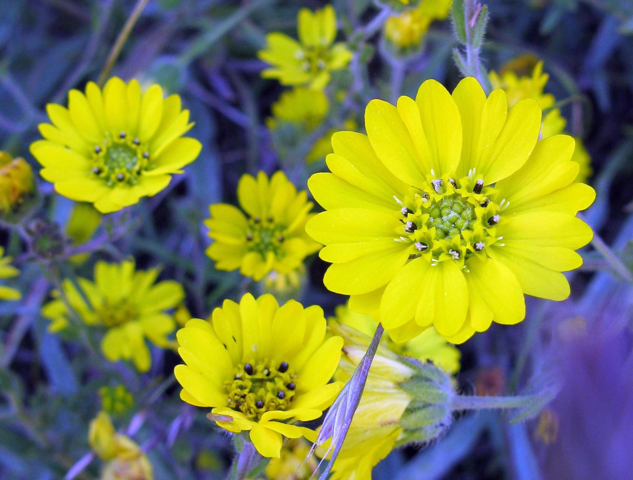 Hemizonia congesta ssp. lutescens