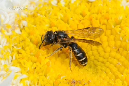 včielka bieloškvrnná (Halictus maculatus)