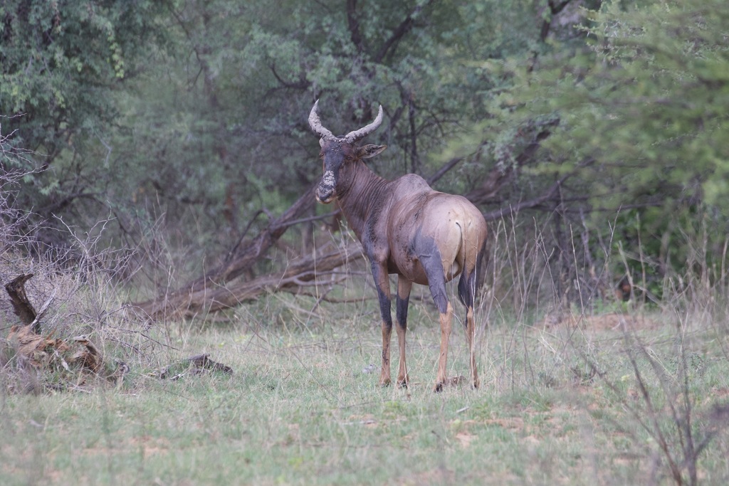 Common Tsessebe from Kavango East Region, Namibia on December 8, 2021 ...