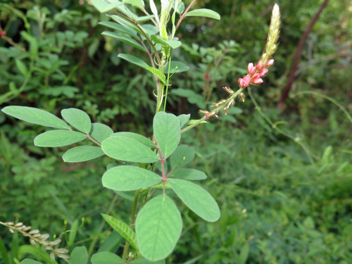 Indigofera hirsuta iNat (1)