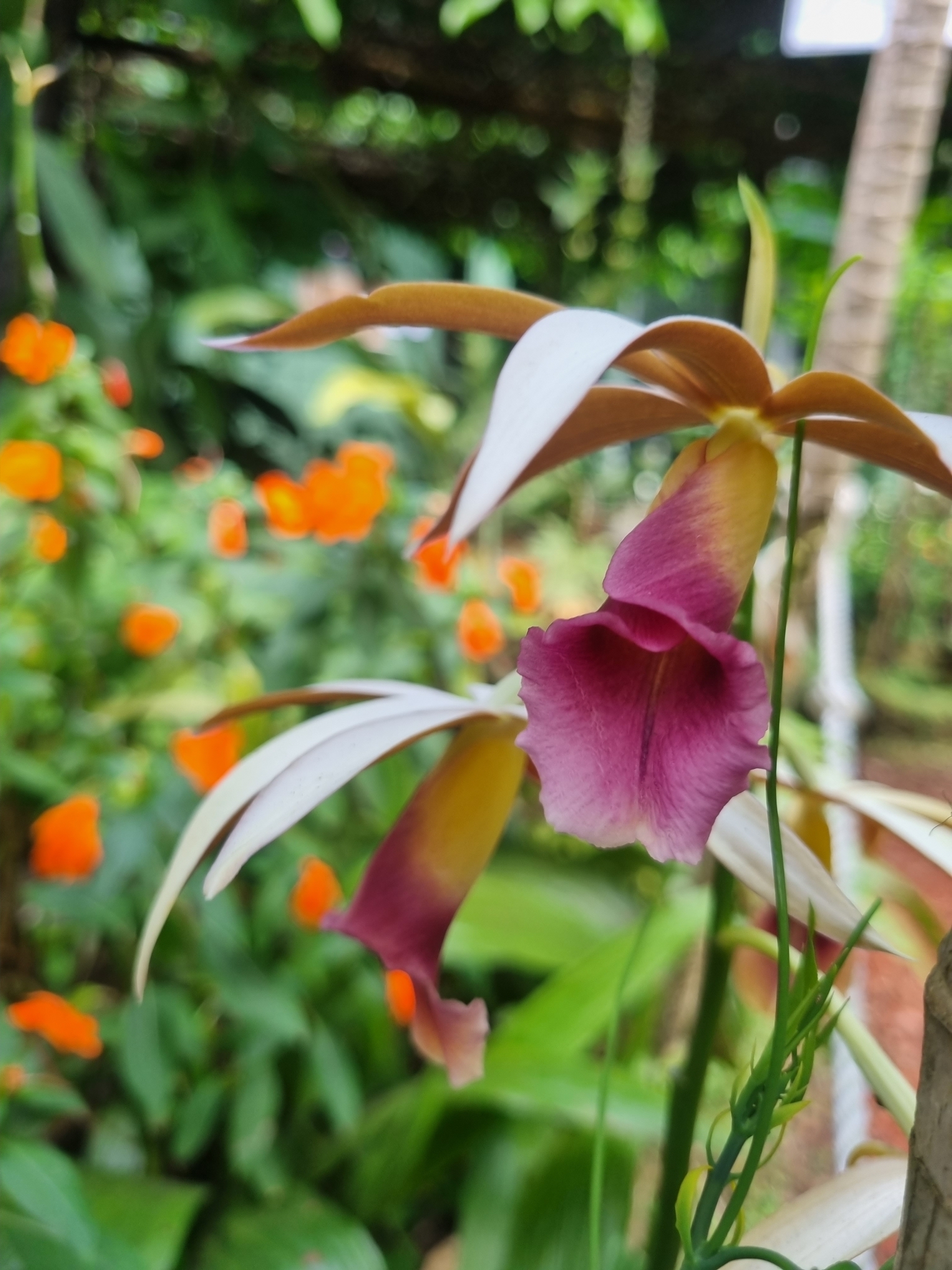 Imagem de Orquídea-tanque