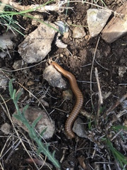 Pachyiulus cattarensis