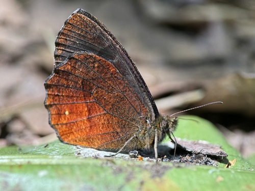 Pedaliodes pollonia