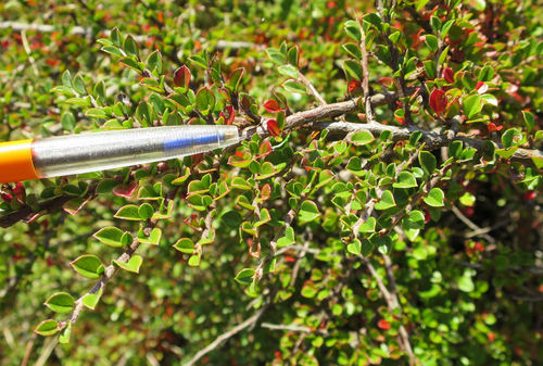 rockspray cotoneaster (Cotoneaster horizontalis)