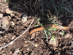 Pachyiulus cattarensis